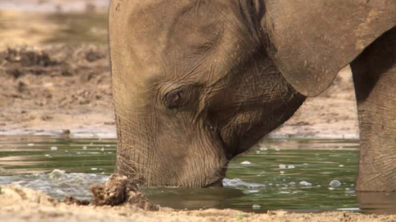 ¼Ƭɭִ󣺴е¡¡BBC Forest Elephants: Rumbles in the Jungle (BBC)1080Pȫ1-Ļ/Ļ