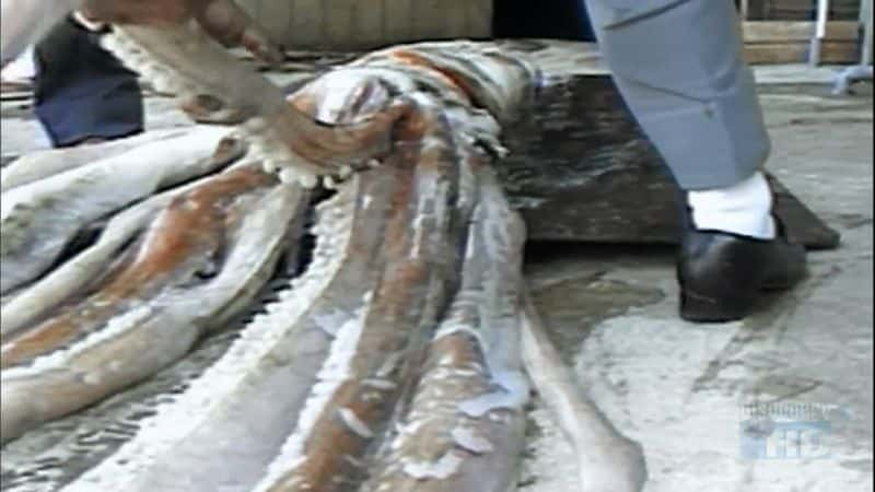 ¼Ƭ׽ Giant Squid: Caught on CameraĻ/Ļ