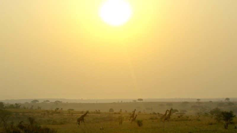 ¼Ƭ¹ľ Giraffes: Africa's Gentle Giantsȫ1-Ļ/Ļ