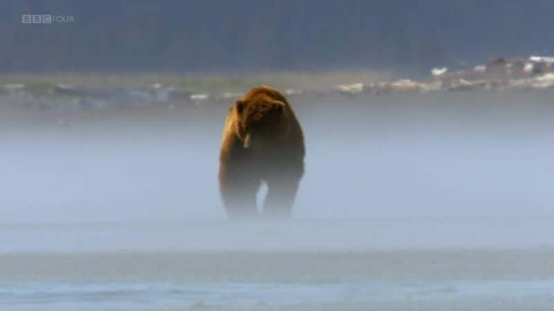 ¼Ƭܼ (BBC) Great Bear Stakeout (BBC)1080Pȫ2-Ļ/Ļ