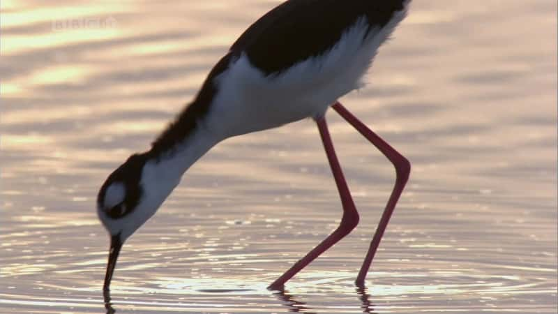 ¼Ƭ˹ȺӢ㲥˾ Galapagos (BBC)ȫ3-Ļ/Ļ