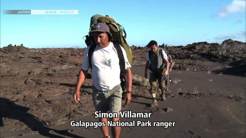 ¼Ƭΰ϶˹Ⱥ The Great Evolution of Iguanas - Galapagos Islands, EcuadorĻ/Ļ