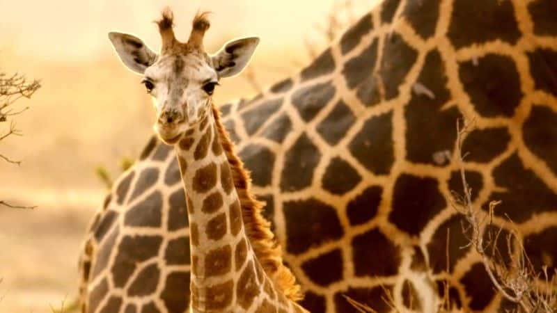 ¼Ƭ¹ľ (BBC 1080p) Giraffes: Africa's Gentle Giants (BBC 1080p)1080Pȫ1-Ļ/Ļ