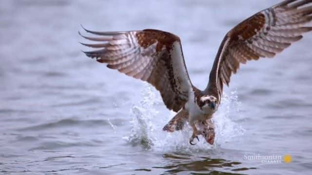 ¼Ƭδѱʷɭᣩ Great Lakes Untamed (Smithsonian)1080Pȫ1-Ļ/Ļ