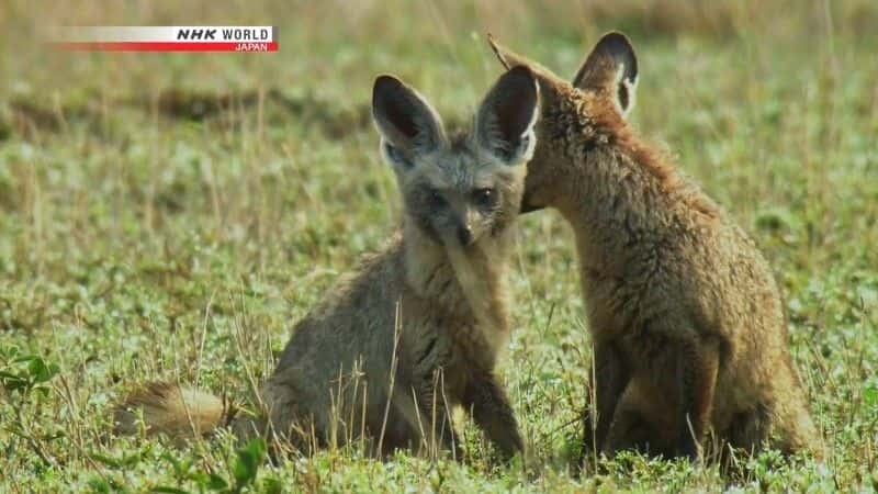 ¼ƬΣյĶ䣺 An Ear for Danger: Bat-Eared Foxȫ1-Ļ/Ļ