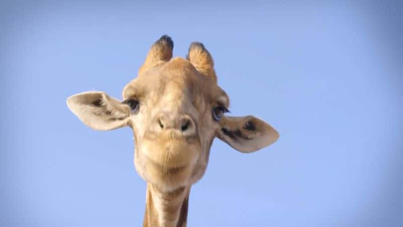 ¼Ƭ¹ľ (BBC 1080p) Giraffes: Africa's Gentle Giants (BBC 1080p)1080Pȫ1-Ļ/Ļ