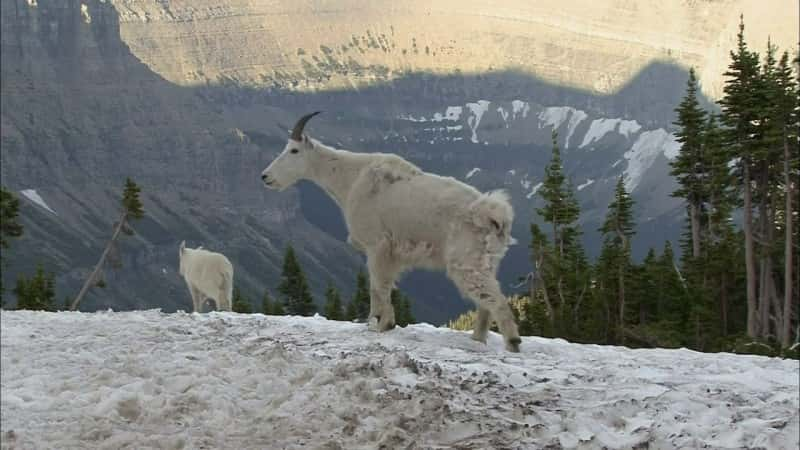 ¼Ƭ԰Ļ֮ҹ Glacier Park's Night of the GrizzliesĻ/Ļ