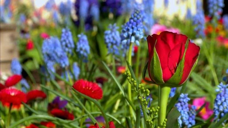 ¼Ƭ The Flower Shopȫ1-Ļ/Ļ