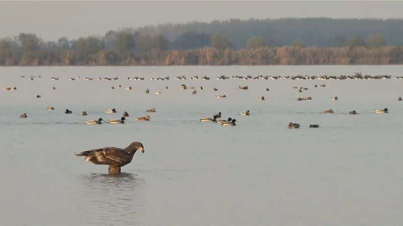 ¼ƬӥŮ Eagle: Queen of the Skies1080P-Ļ/Ļ