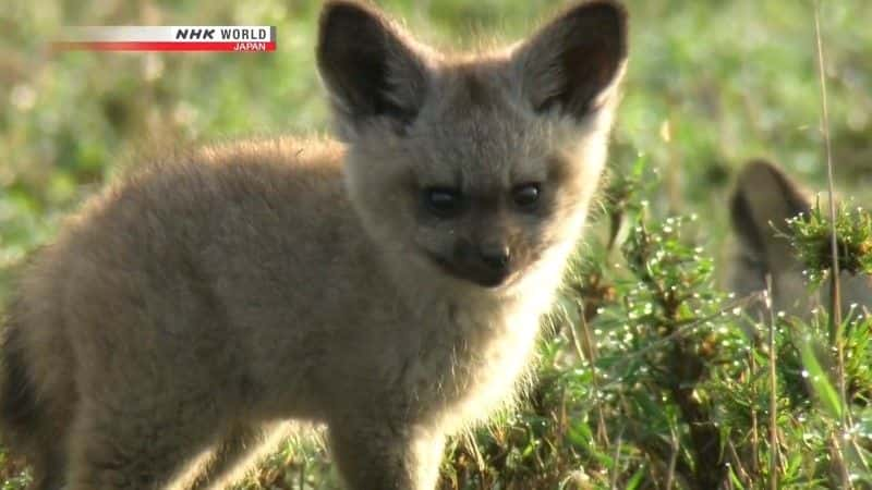 ¼ƬΣյĶ䣺 An Ear for Danger: Bat-Eared Foxȫ1-Ļ/Ļ