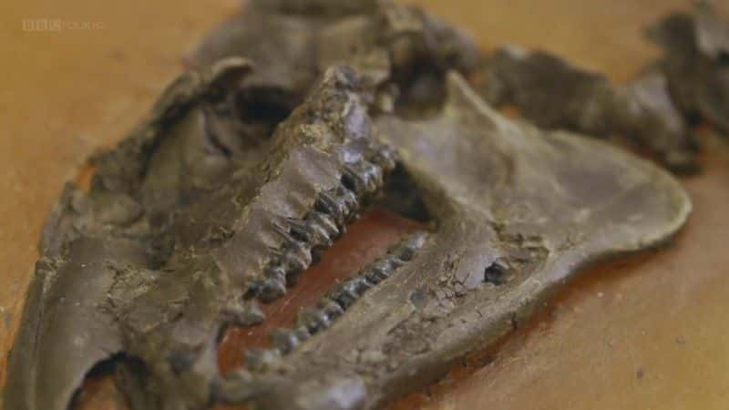 ¼ƬʯɾȻصı (BBC) Fossil Wonderlands: Nature's Hidden Treasures (BBC)1080Pȫ3-Ļ/Ļ