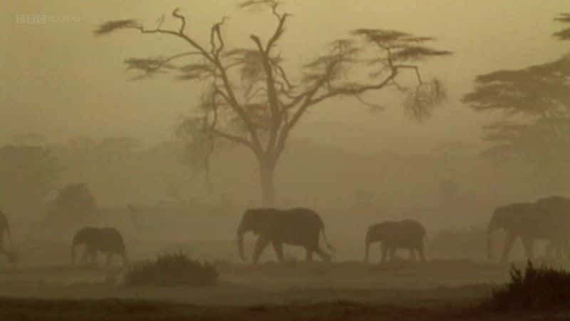 ¼ƬһͷĴ (BBC) Echo: An Unforgettable Elephant (BBC)ȫ1-Ļ/Ļ