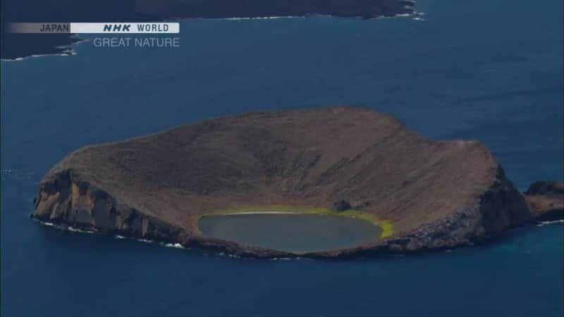 纪录片《鬣蜥的伟大进化——厄瓜多尔加拉帕戈斯群岛 The Great Evolution of Iguanas - Galapagos Islands, Ecuador》[无字][BT][1080P]资源下载