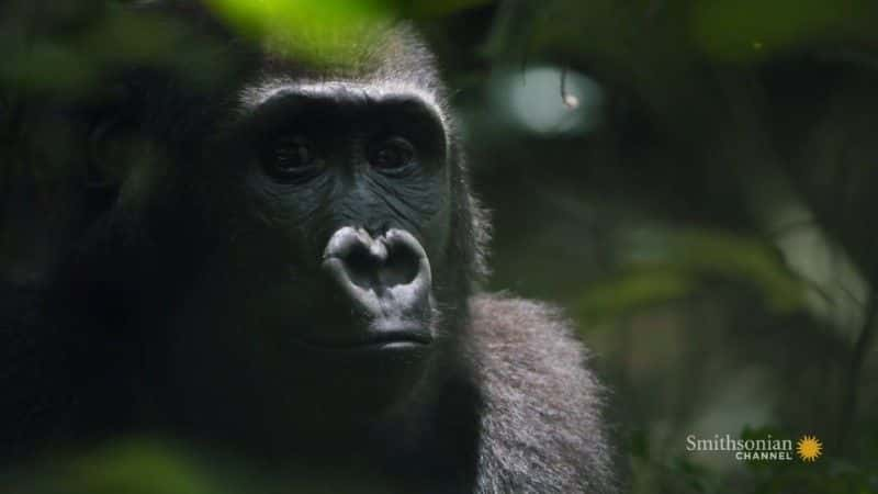 纪录片《加蓬大猩猩 Gorillas of Gabon》[无字][BT][720P]资源下载