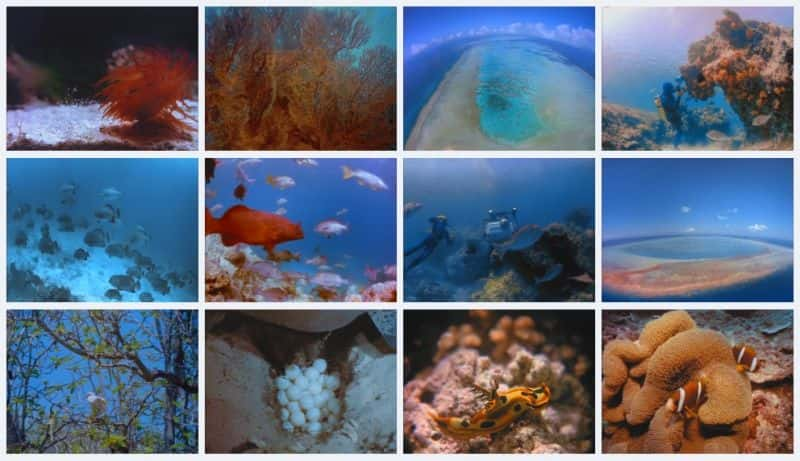 ¼Ƭ󱤽 The Great Barrier Reefȫ1-Ļ/Ļ