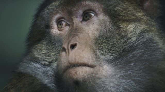 ¼ƬII⨺ Dynasties II Macaque1080Pȫ1-Ļ/Ļ