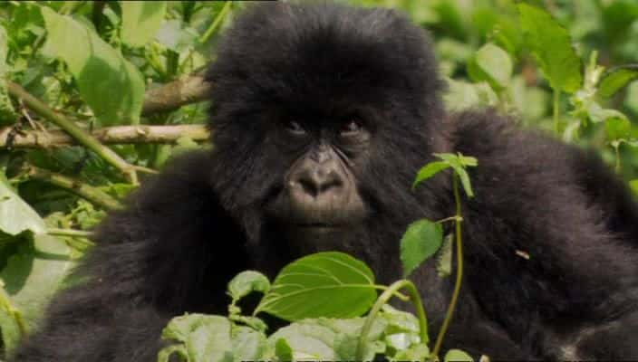 纪录片《大猩猩谋杀案：维龙加失落的大猩猩 Gorilla Murders: The Lost Gorillas of the Virunga》[无字] [BT][DVD画质]资源下载