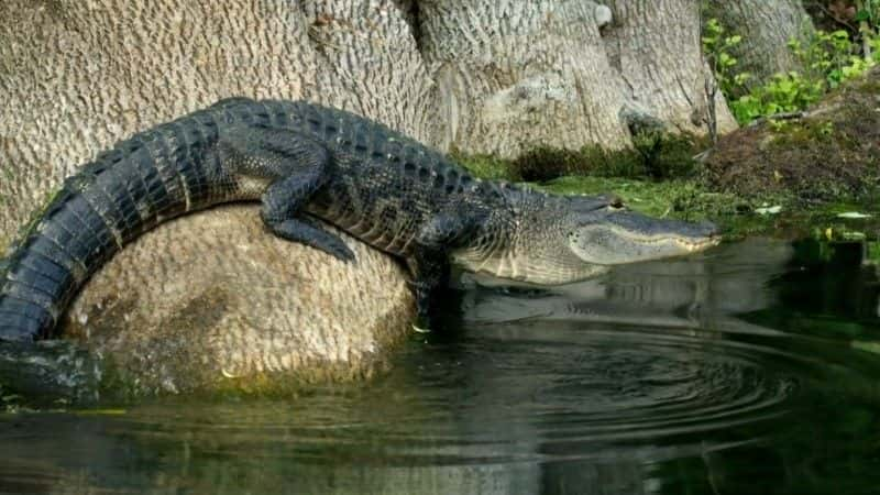 ¼ƬݣĶ Florida: America's Animal Paradiseȫ1-Ļ/Ļ