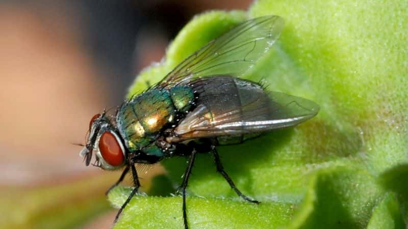 ¼ƬΰİĴǲӬ The Great Australian Fly1080P-Ļ/Ļ