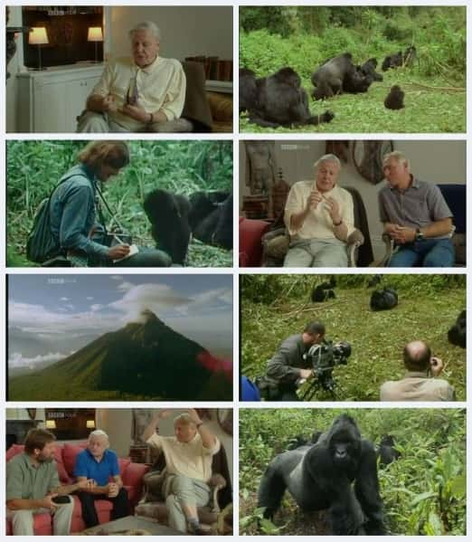 ¼Ƭ´ Gorillas RevisitedĻ/Ļ