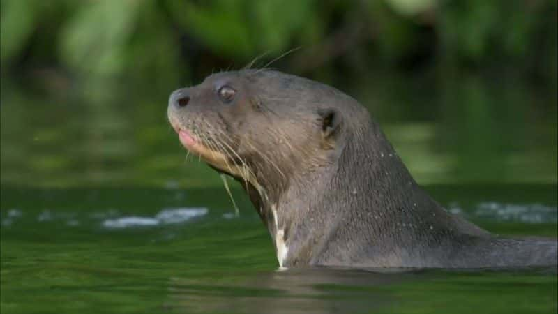 ¼Ƭѷˮ̡ (BBC) Giant Otters of the Amazon (BBC)1080Pȫ1-Ļ/Ļ