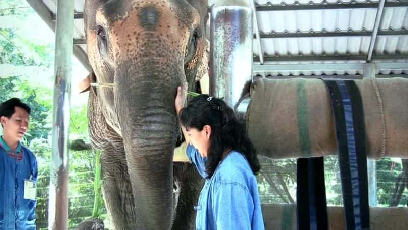 ¼Ƭ̩֮ The Eyes of Thailandȫ1-Ļ/Ļ