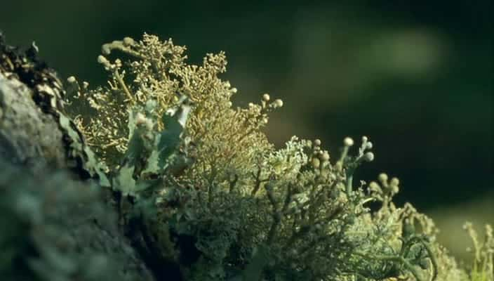 ¼Ƭʥ - ¶һ Earth Pilgrim - A year on Dartmoor720Pȫ1-Ļ/Ļ