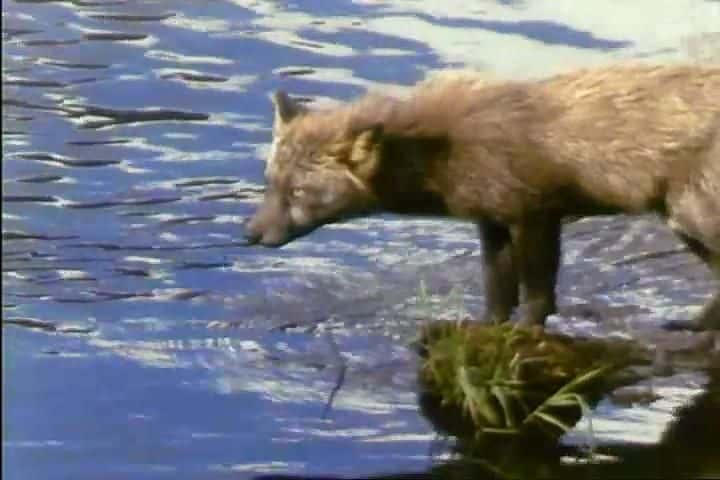 ¼Ƭ˵ĶƵǿ Fascinating Animals: Kodiak BearĻ/Ļ