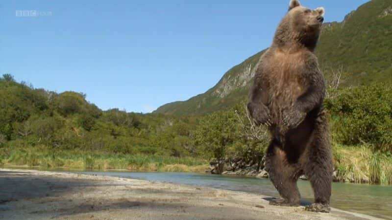 ¼Ƭܼ (BBC) Great Bear Stakeout (BBC)1080Pȫ2-Ļ/Ļ