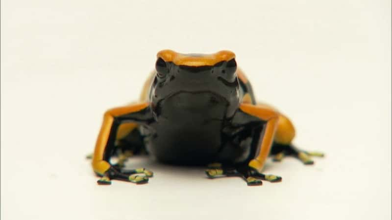 ¼Ƭܣϸϸ (HD) Frogs: The Thin Green Line (HD)Ļ/Ļ