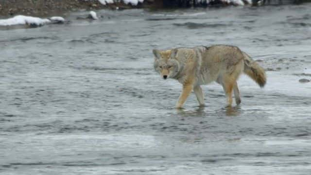 ¼Ƭϵΰ (BBC) Earth's Great Rivers (BBC)1080Pȫ1-Ļ/Ļ