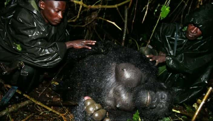 ¼ƬıɱάʧĴ Gorilla Murders: The Lost Gorillas of the Virunga720Pȫ1-Ļ/Ļ