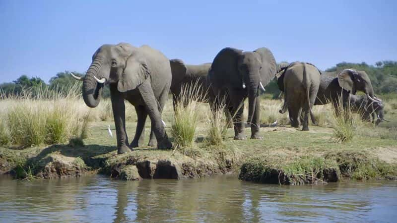 ¼ƬΰĹ԰ޱ Great Parks of Africa: The Lower Zambezi1080P-Ļ/Ļ