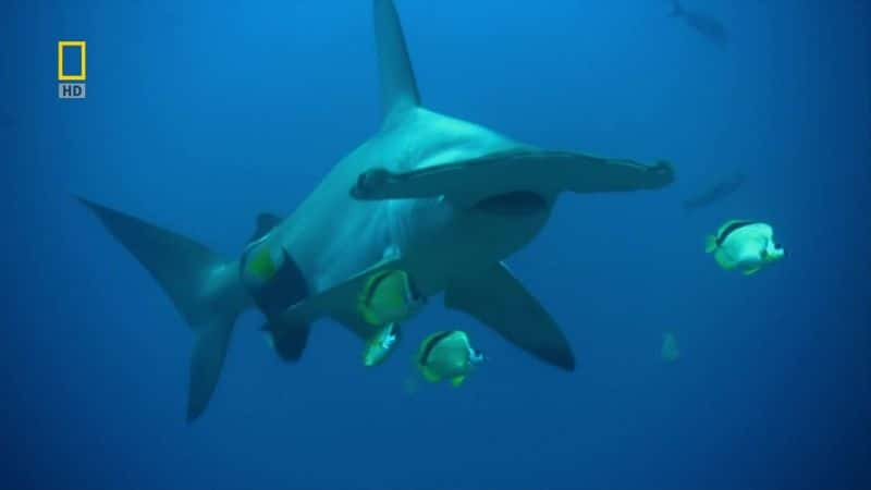 ¼Ƭͷ· Hammerhead HighwayĻ/Ļ