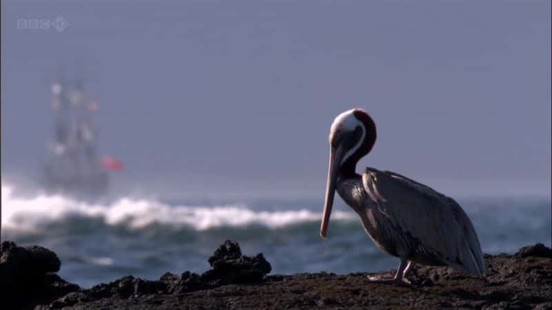 ¼Ƭ˹ȺBBC ڻ Galapagos (BBC Born of Fire)1080Pȫ3-Ļ/Ļ