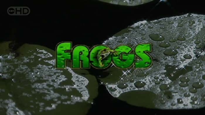 ¼Ƭܣʮ壩 Frogs (Ten HD)Ļ/Ļ