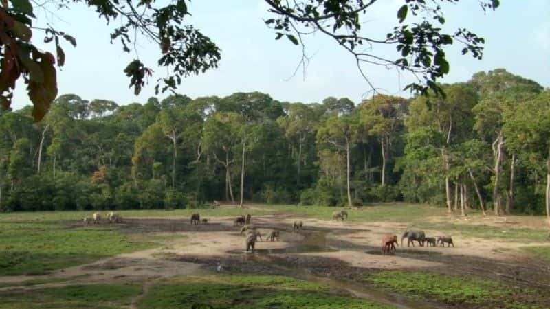 纪录片《森林大象：丛林中的隆隆声（BBC） Forest Elephants: Rumbles in the Jungle (BBC)》[无字][BT][720P][DVD]双画质资源下载