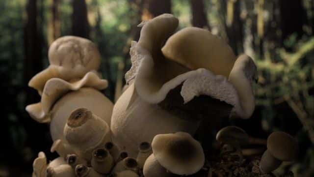 ¼Ƭ Fantastic Fungi1080Pȫ1-Ļ/Ļ