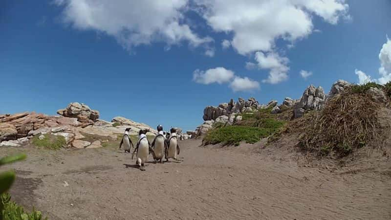 ¼ƬӪϵ1 The Great Penguin Rescue Series 11080P-Ļ/Ļ