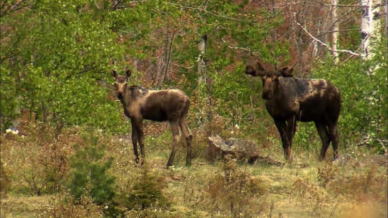 ¼ƬҰϵ 1 Great Lakes Wild: Series 11080P-Ļ/Ļ