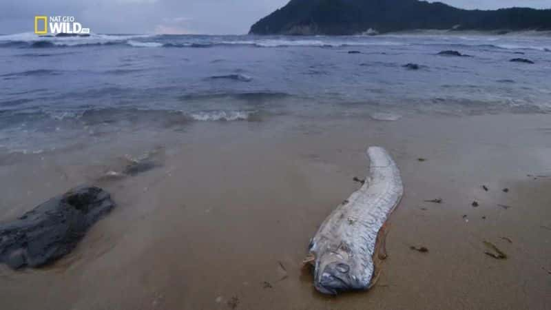 ¼Ƭͺߣʶ Giant Sea Serpent: Meet the MythĻ/Ļ