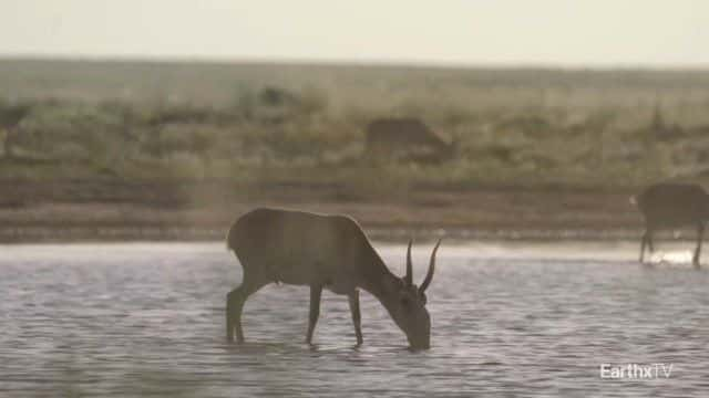 纪录片《埃琳娜和赛加羚羊 Elena and the Saiga》[无字][BT][720P]资源下载