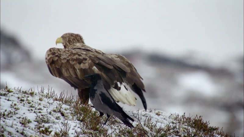 ¼ƬӥŮ Eagle: Queen of the Skies1080P-Ļ/Ļ