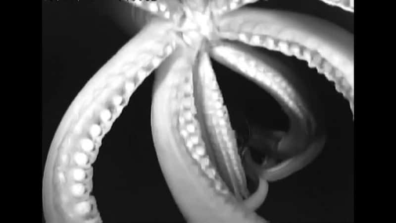 ¼Ƭ㲻ܵ Giant Squid: Filming the Impossibleȫ1-Ļ/Ļ