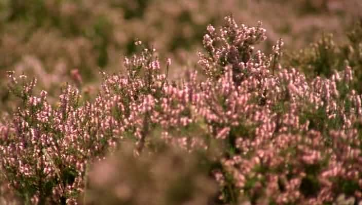 ¼Ƭʥ - ¶һ Earth Pilgrim - A year on Dartmoor720Pȫ1-Ļ/Ļ