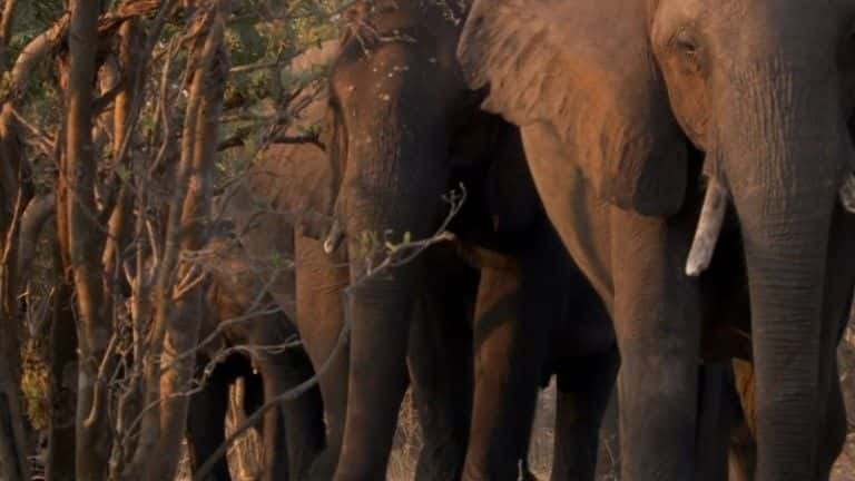 ¼Ƭ޹֯BBC Elephants Without Borders (BBC)1080Pȫ1-Ļ/Ļ