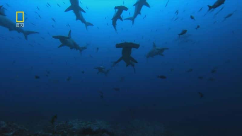 ¼Ƭͷ· Hammerhead HighwayĻ/Ļ