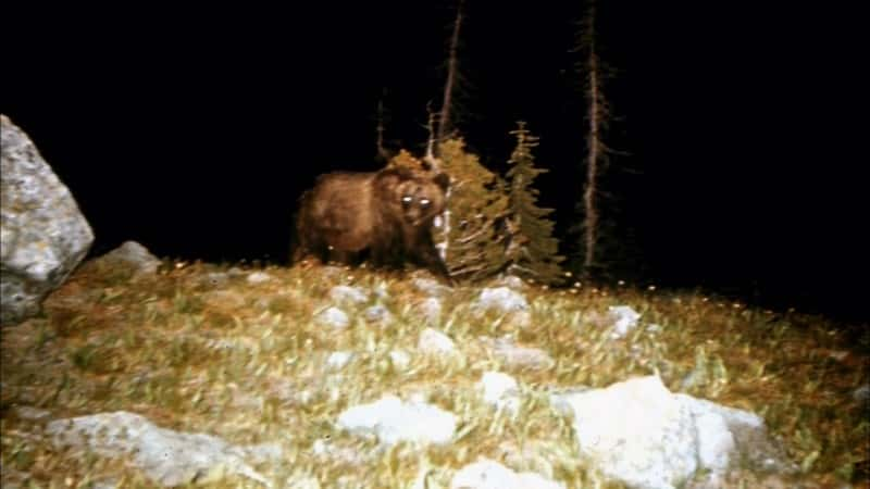 ¼Ƭ԰Ļ֮ҹ Glacier Park's Night of the GrizzliesĻ/Ļ