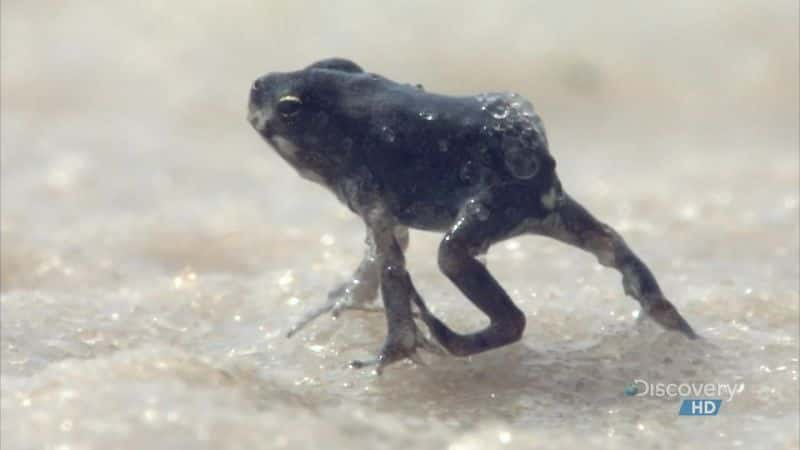 ¼Ƭɳӿ Fish Springing from Sand DunesĻ/Ļ