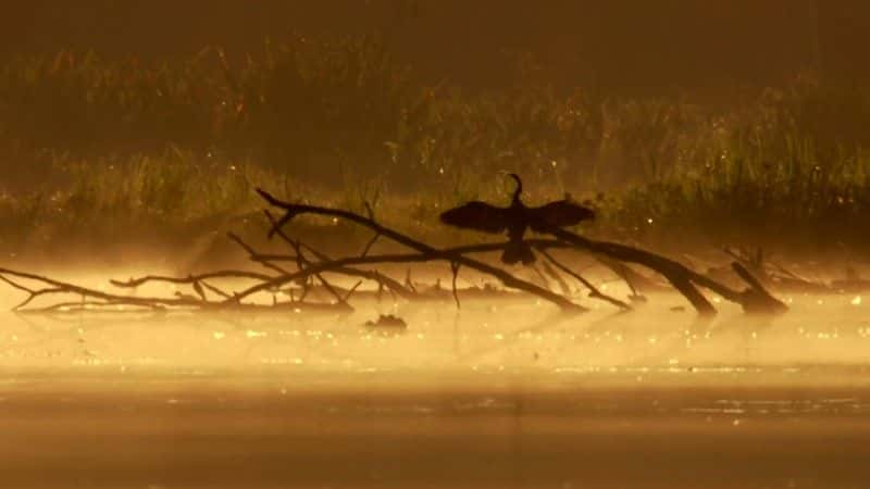 ¼Ƭѷˮ̡ (BBC) Giant Otters of the Amazon (BBC)1080Pȫ1-Ļ/Ļ